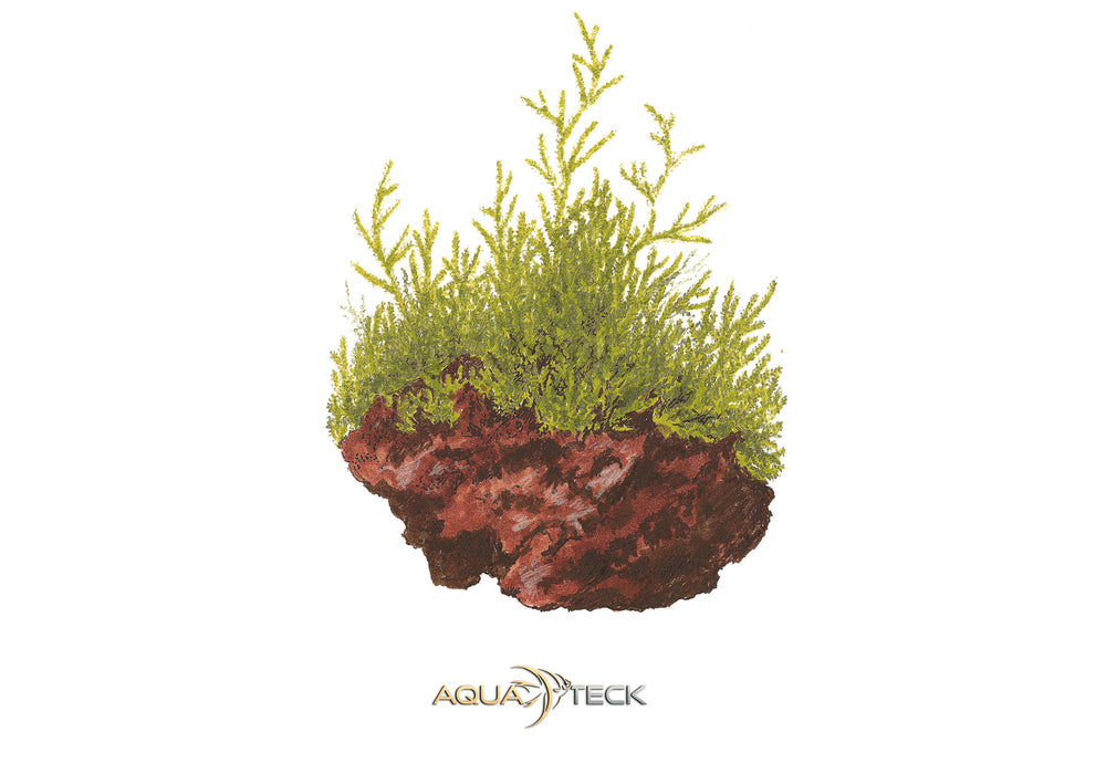 Taxiphyllum barbieri 'Bogor Moss' (InVitro)