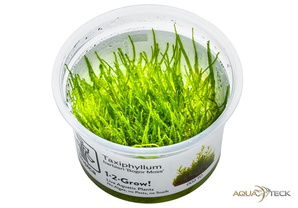 Taxiphyllum barbieri 'Bogor Moss' (InVitro)