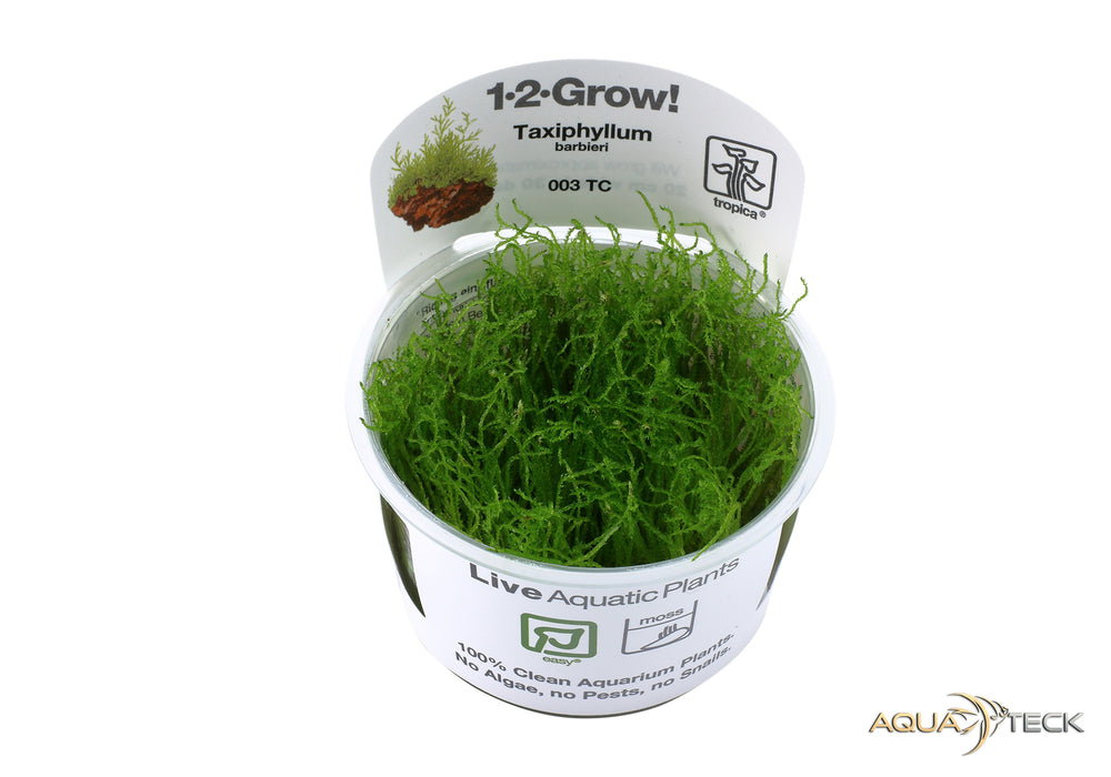 Taxiphyllum barbieri 'Bogor Moss' (InVitro)