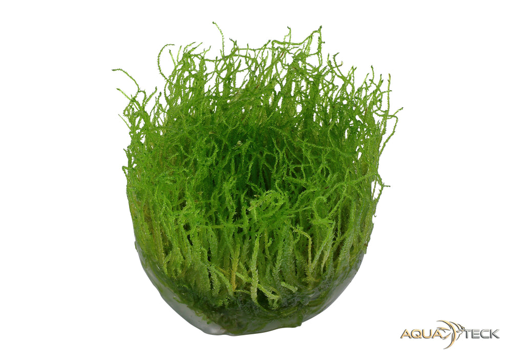 Taxiphyllum barbieri 'Bogor Moss' (InVitro)