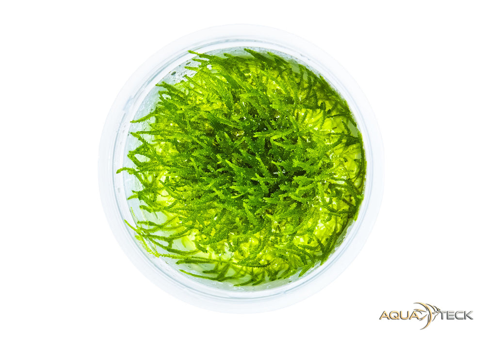 Taxiphyllum barbieri 'Bogor Moss' (InVitro)