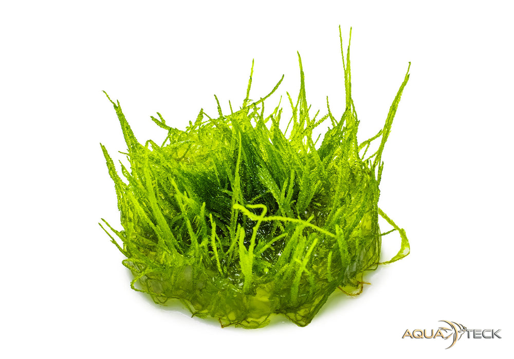 Taxiphyllum barbieri 'Bogor Moss' (InVitro)