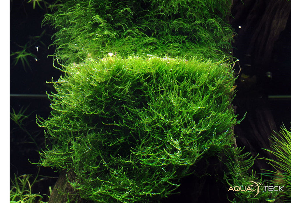 Taxiphyllum barbieri 'Bogor Moss' (InVitro)