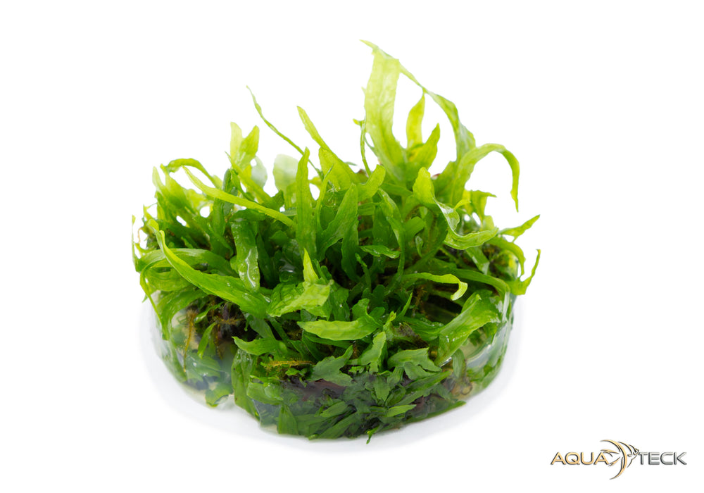 Microsorum pteropus 'Narrow' (InVitro)