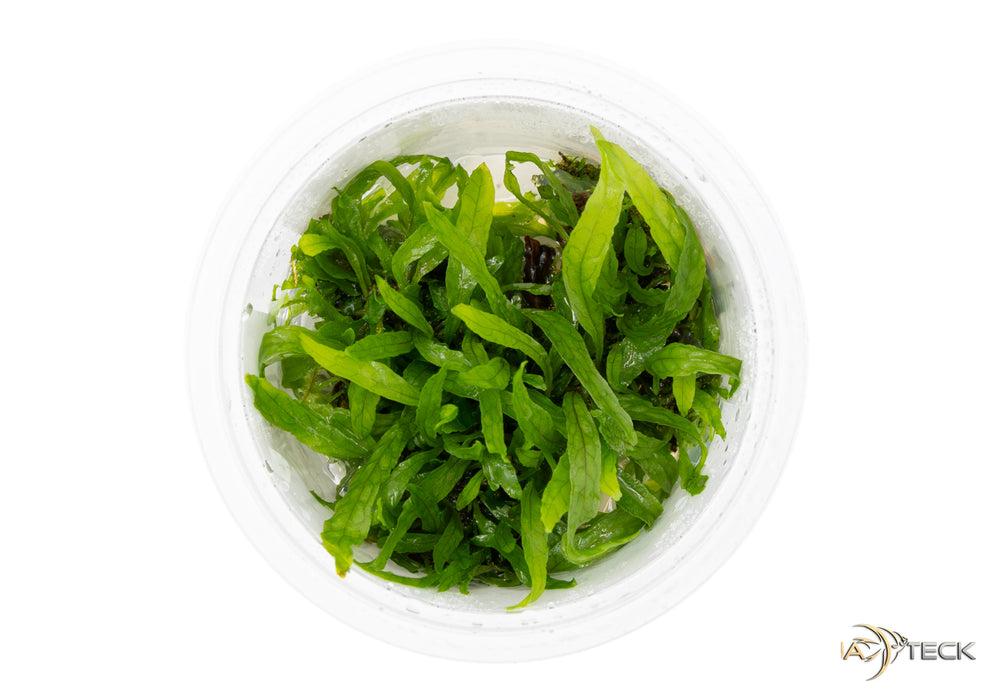 Microsorum pteropus 'Narrow' (InVitro)