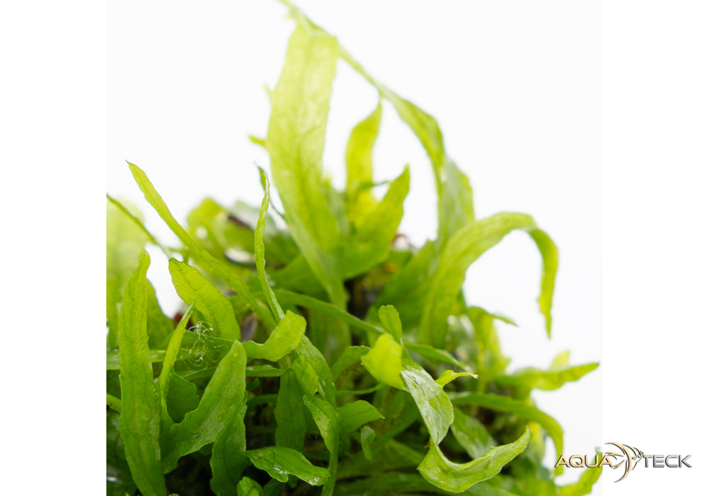 Microsorum pteropus 'Narrow' (InVitro)