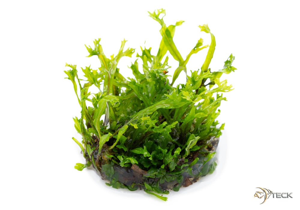 Microsorum pteropus 'Windeløv' (InVitro)