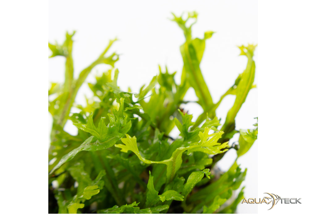 Microsorum pteropus 'Windeløv' (InVitro)