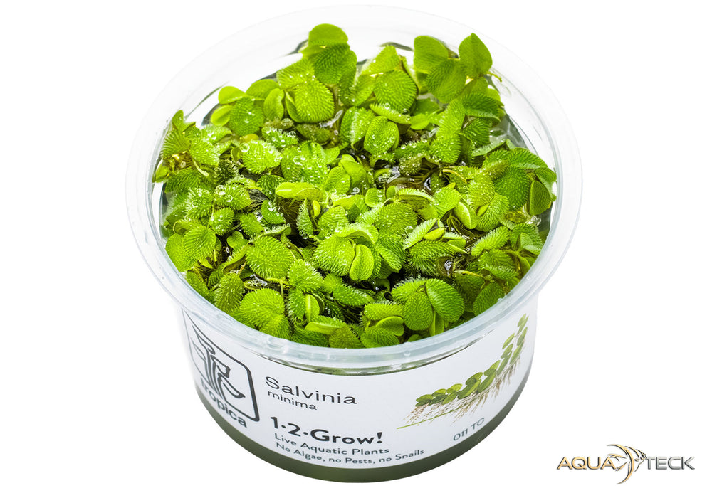 NEU - Salvinia minima (InVitro)