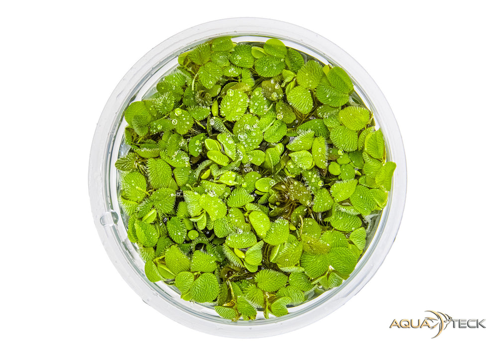 NEU - Salvinia minima (InVitro)