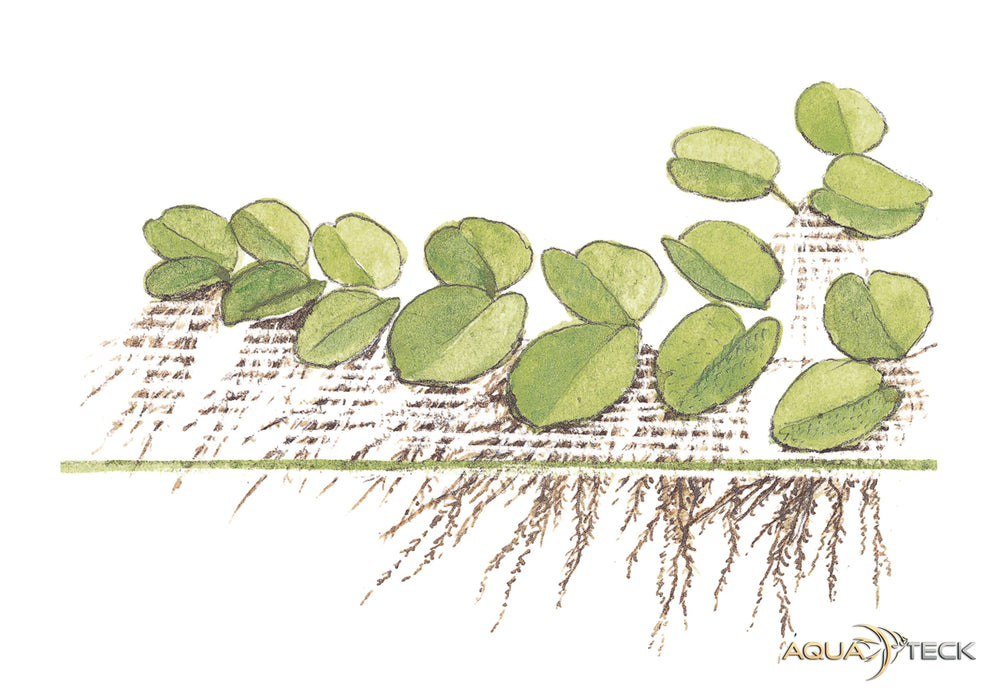 NEU - Salvinia minima (InVitro)