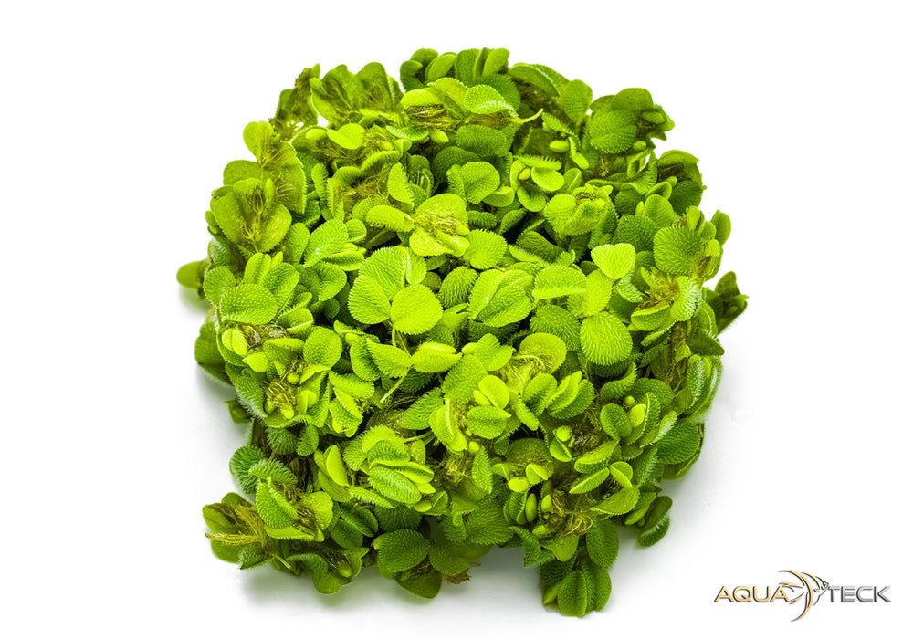NEU - Salvinia minima (InVitro)