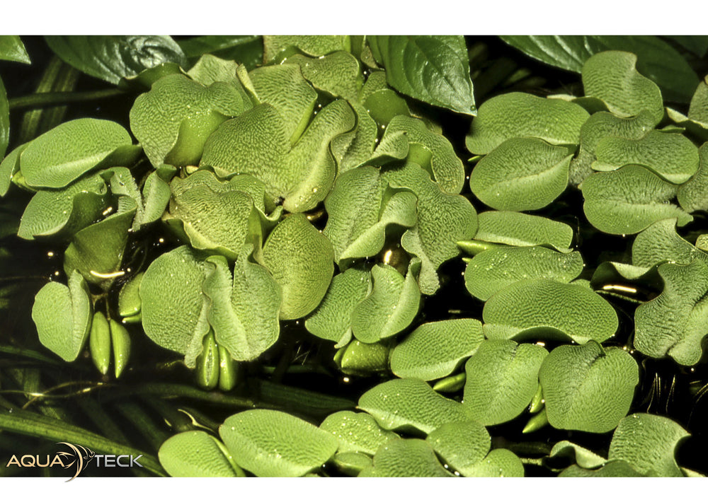 NEU - Salvinia minima (InVitro)