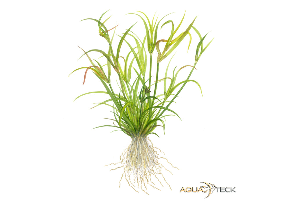 Juncus repens (InVitro)
