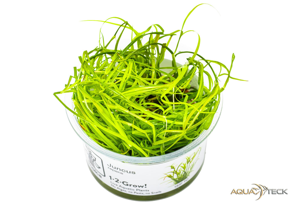 Juncus repens (InVitro)