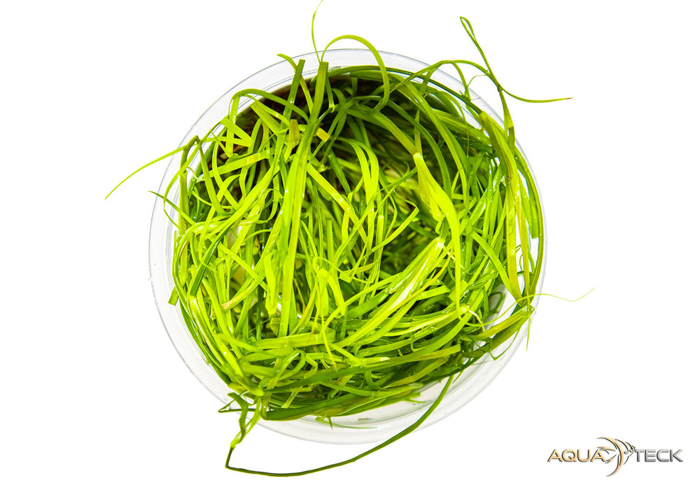 Juncus repens (InVitro)