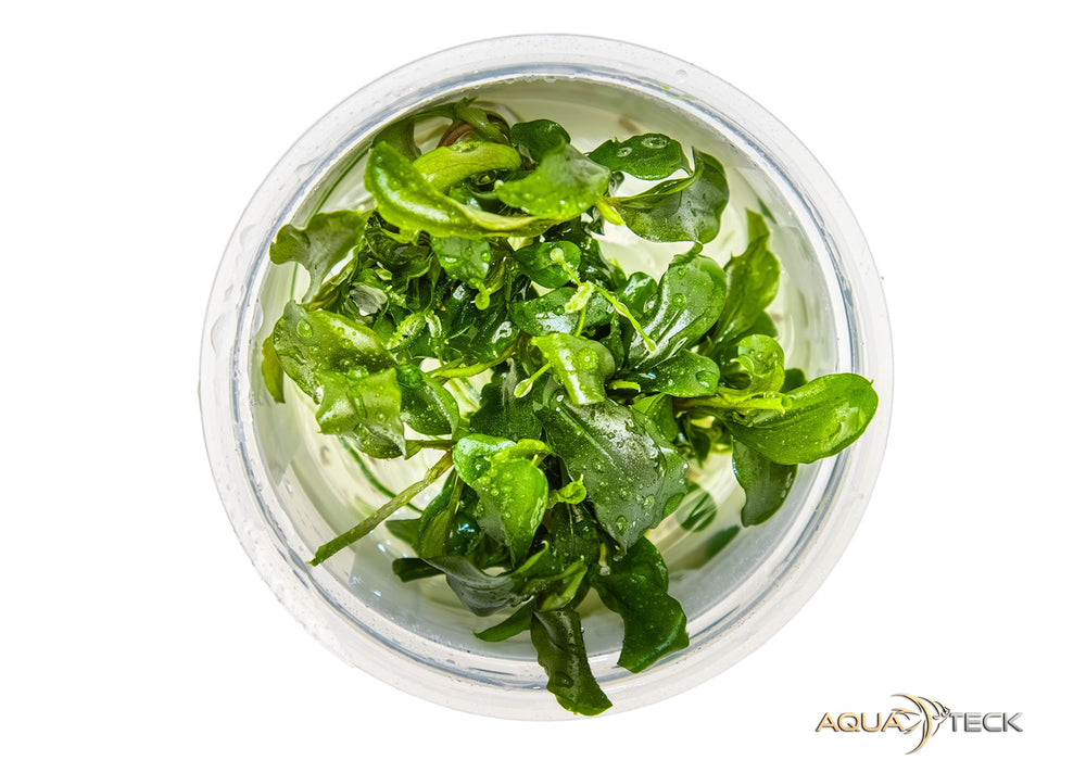 Bucephalandra pygmäe 'Bukit Kelam' (InVitro)