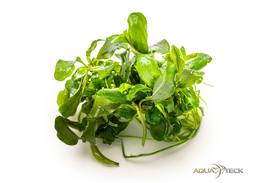 Bucephalandra pygmäe 'Bukit Kelam' (InVitro)