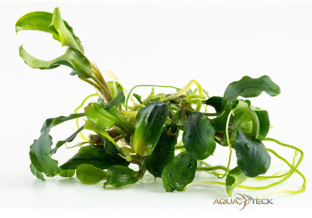 Bucephalandra pygmäe 'Bukit Kelam' (InVitro)