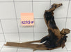 52517F Flussholz / Driftwood