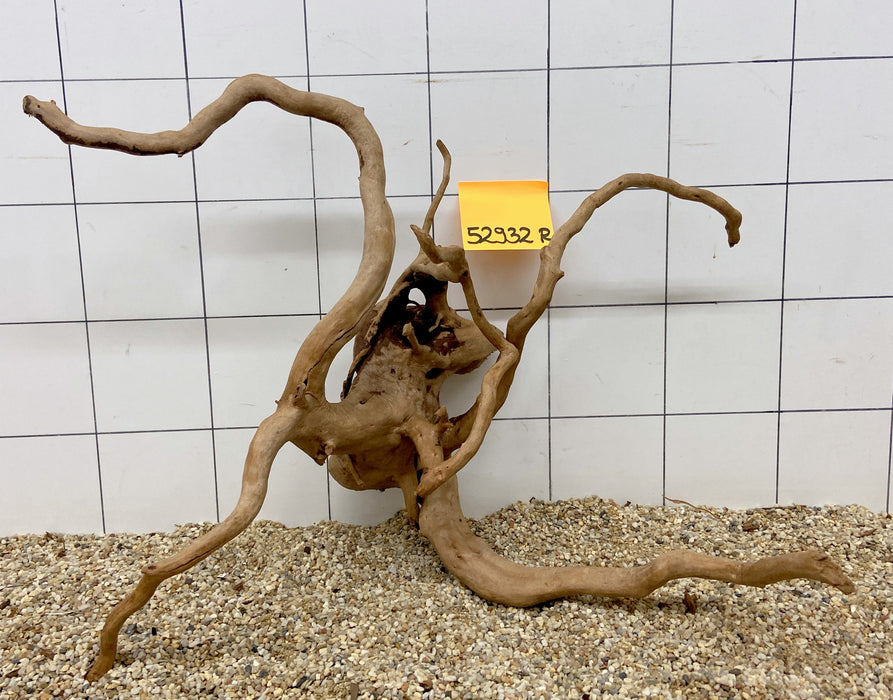 52932R Fingerwood / Rote Moorwurzel Holz