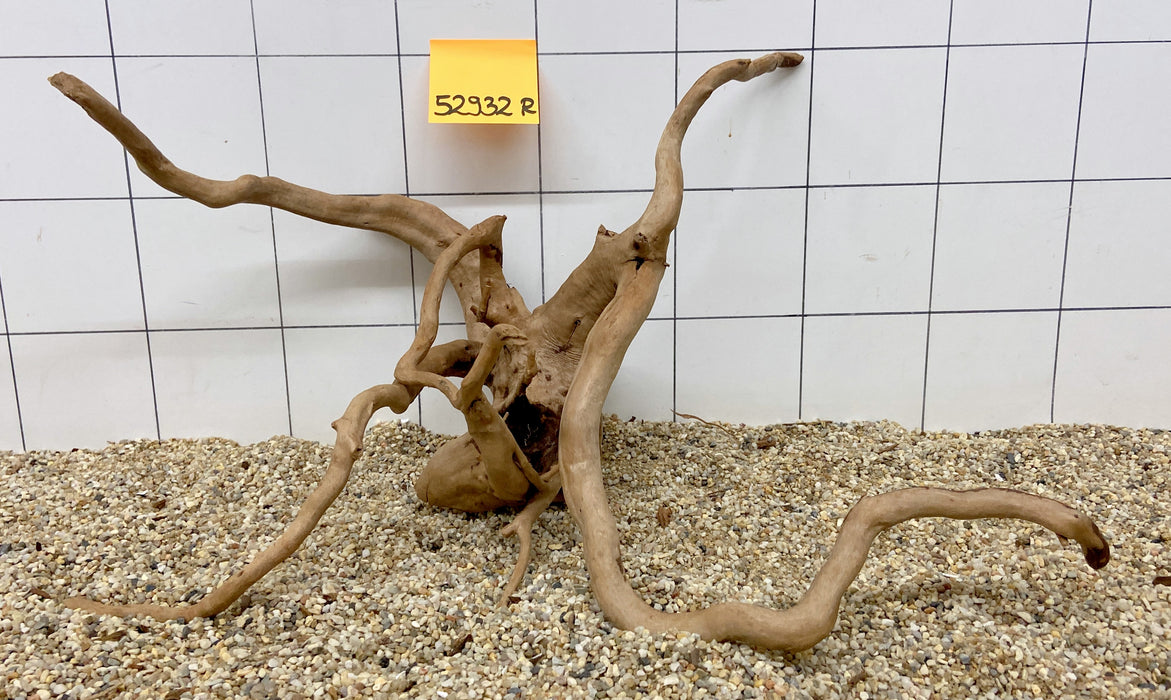 52932R Fingerwood / Rote Moorwurzel Holz