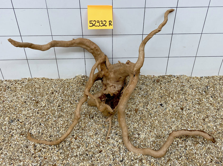 52932R Fingerwood / Rote Moorwurzel Holz