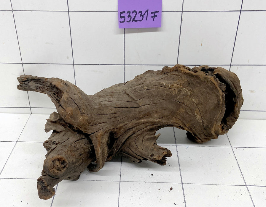 53231F Flussholz / Driftwood
