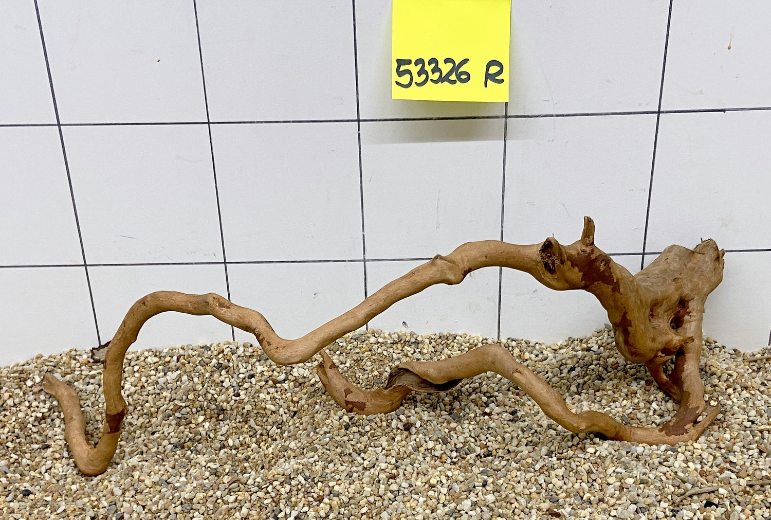 53326R Fingerwood  Rote Moorwurzel Holz