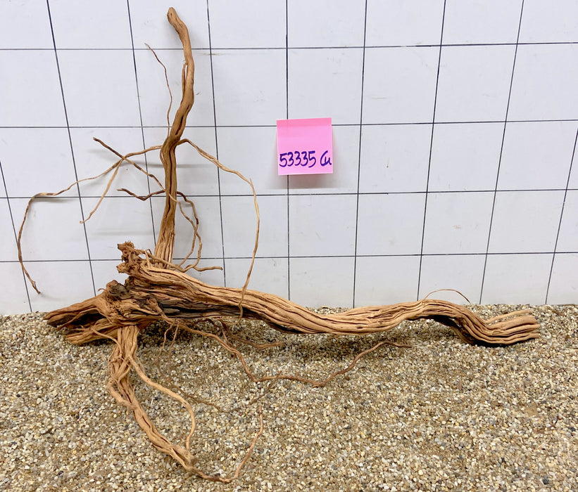 53335CU - Curlwood Wurzel Holz