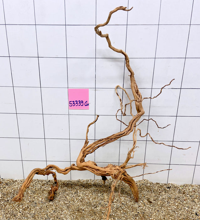 53339CU - Curlwood Wurzel Holz