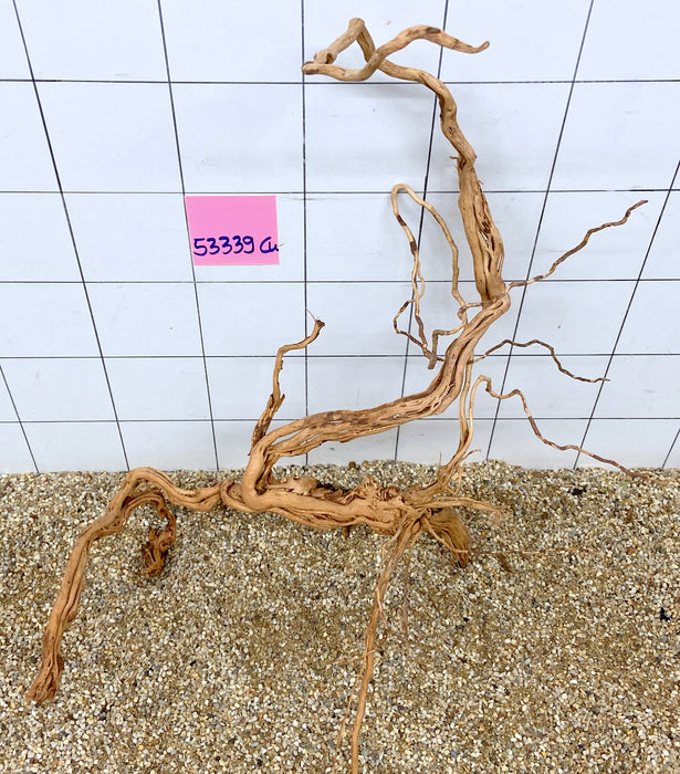 53339CU - Curlwood Wurzel Holz