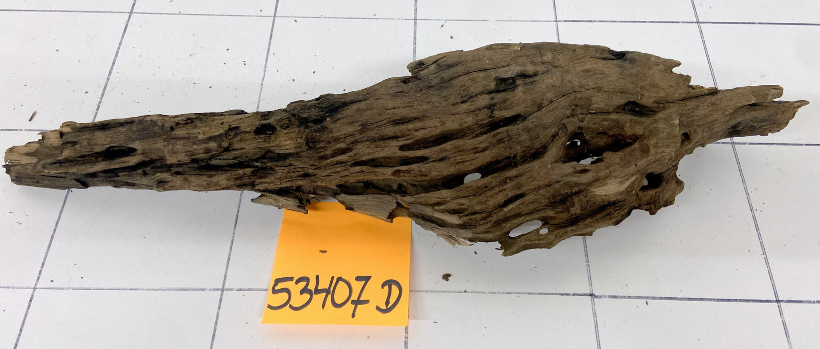 53407D - Drachenholz / Dragonwood