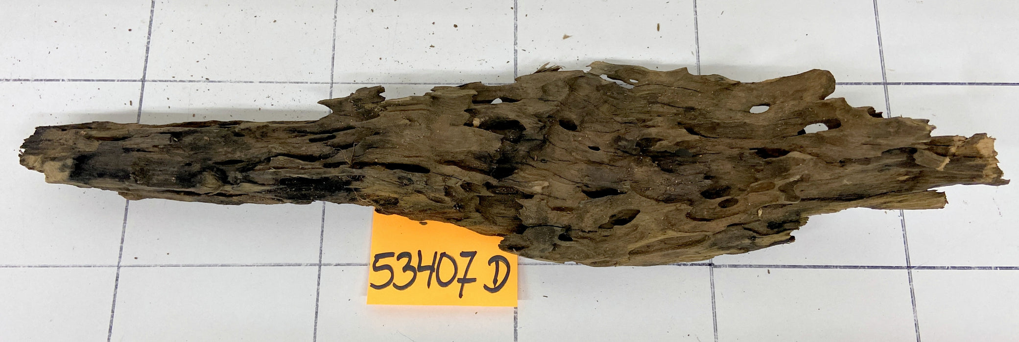 53407D - Drachenholz / Dragonwood