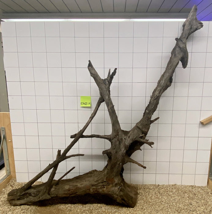 53420M - Mangrovenwurzel Holz XXXL