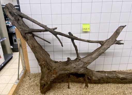 53420M - Mangrovenwurzel Holz XXXL