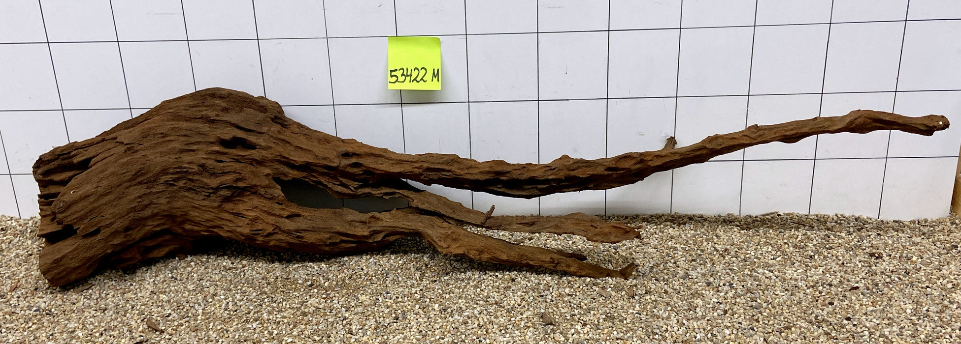 53422M - Mangrovenwurzel Holz XL
