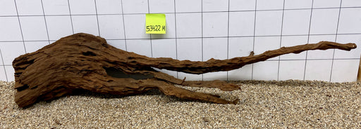 53422M - Mangrovenwurzel Holz XL