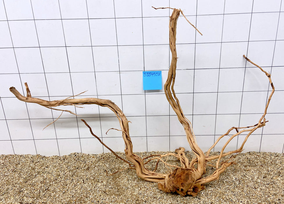 53541CU - Curlwood Wurzel Holz