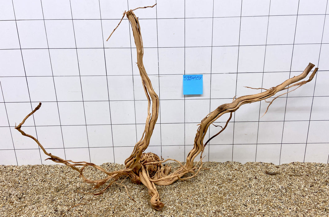 53541CU - Curlwood Wurzel Holz