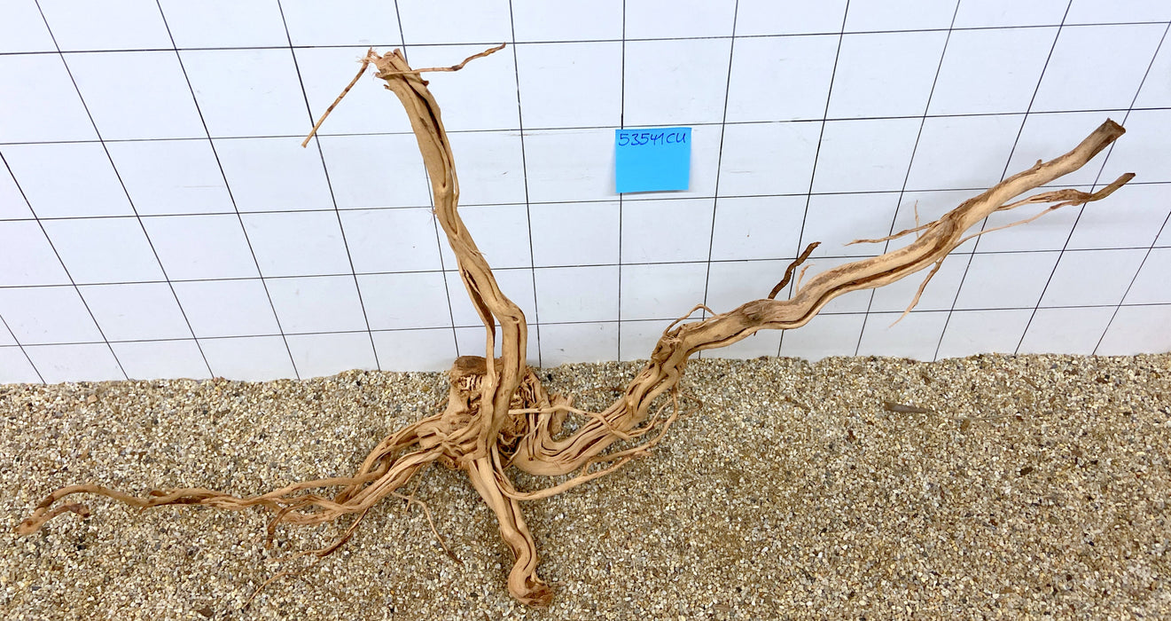 53541CU - Curlwood Wurzel Holz