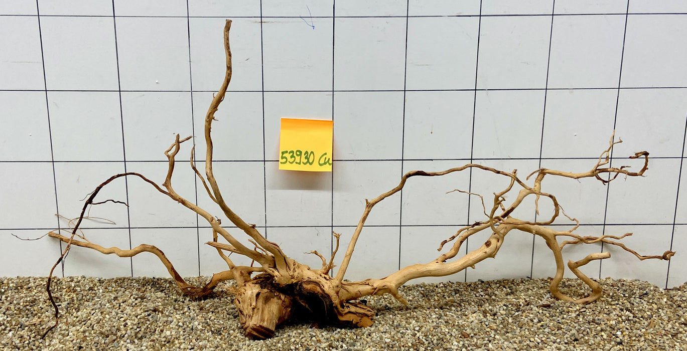 53930CU - Curlwood Wurzel Holz