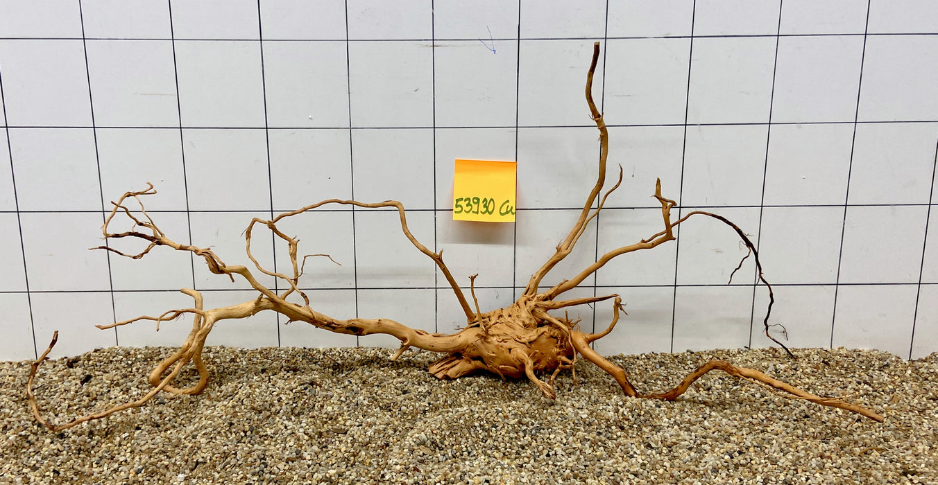 53930CU - Curlwood Wurzel Holz