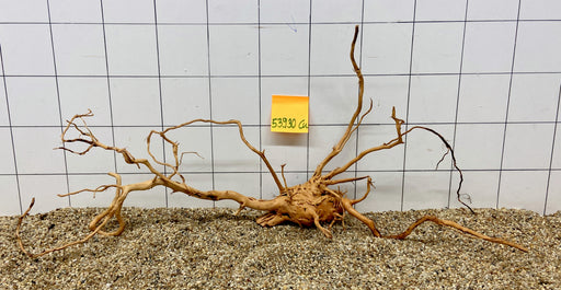 53930CU - Curlwood Wurzel Holz