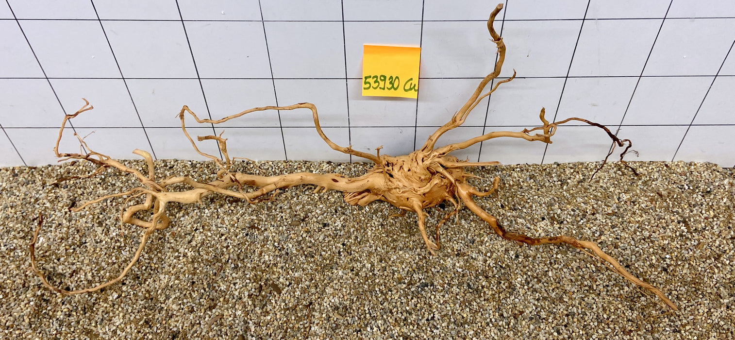 53930CU - Curlwood Wurzel Holz
