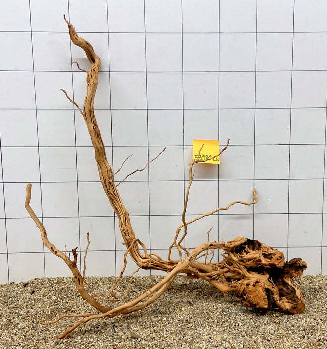 53931CU - Curlwood Wurzel Holz