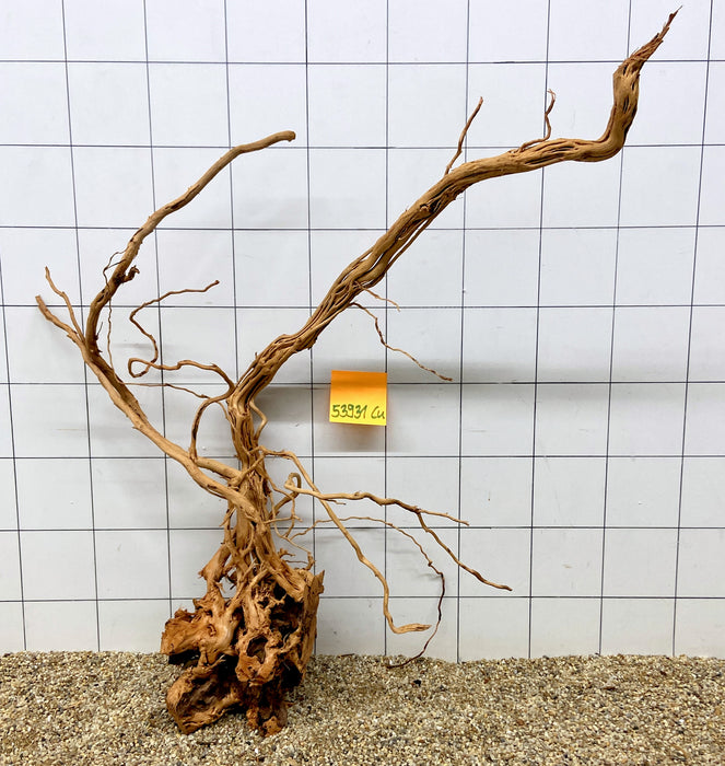 53931CU - Curlwood Wurzel Holz
