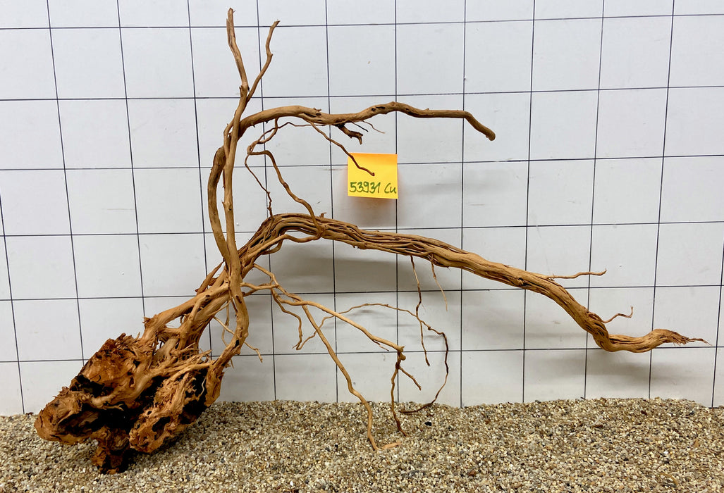 53931CU - Curlwood Wurzel Holz