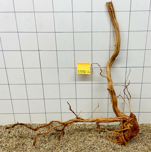 53932CU - Curlwood Wurzel Holz