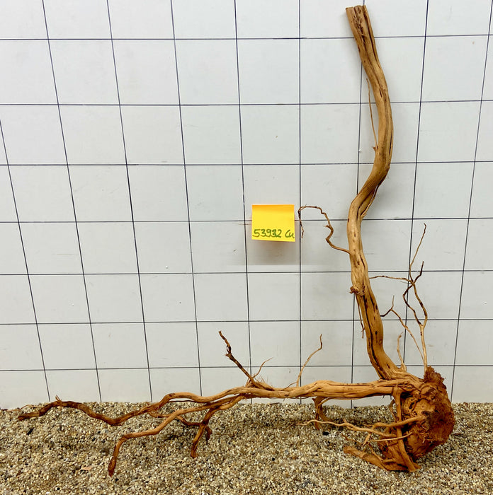 53932CU - Curlwood Wurzel Holz